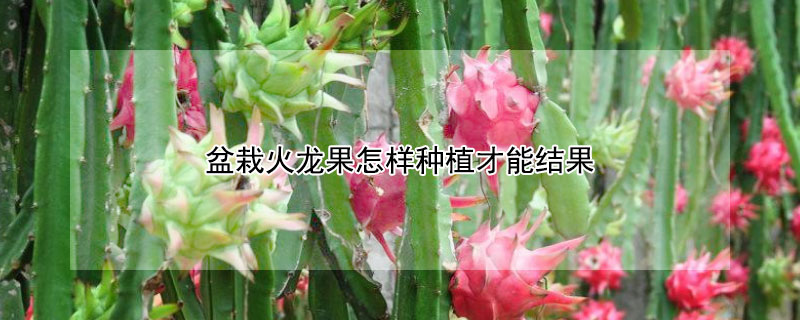 盆栽火龍果怎樣種植才能結果