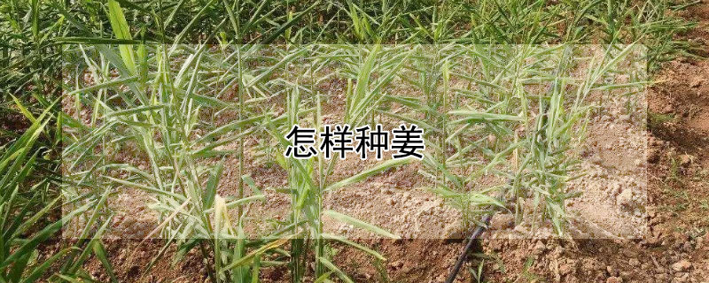 怎樣種薑