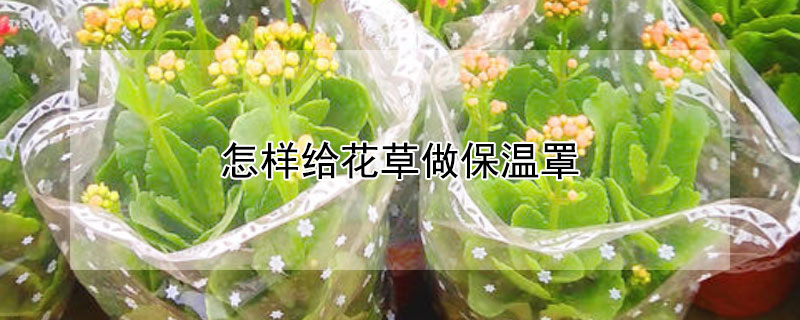 怎樣給花草做保溫罩