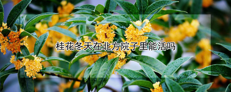 桂花冬天在北方院子裏能活嗎