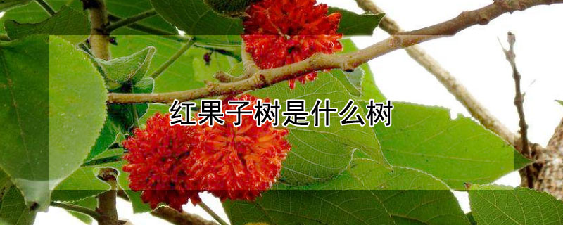 紅果子樹是什麼樹