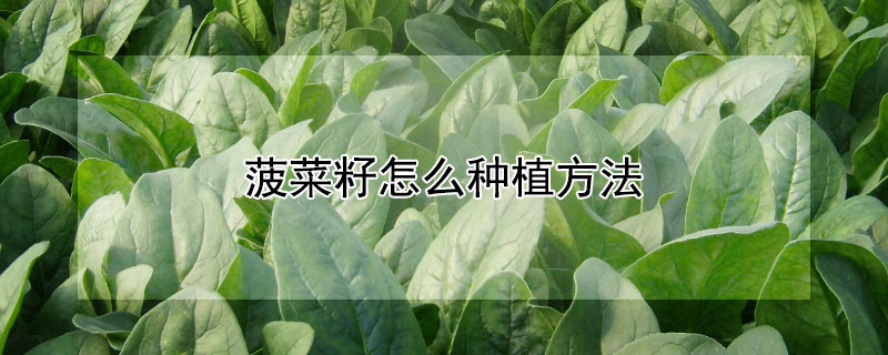 菠菜籽怎麼種植方法