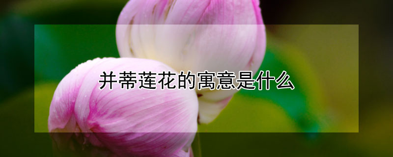 並蒂蓮花的寓意是什麼