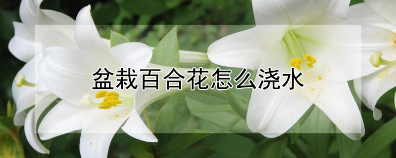 盆栽百合花怎麼澆水