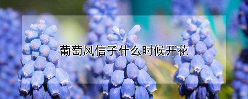 葡萄風信子什麼時候開花