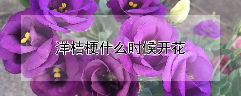 洋桔梗什麼時候開花