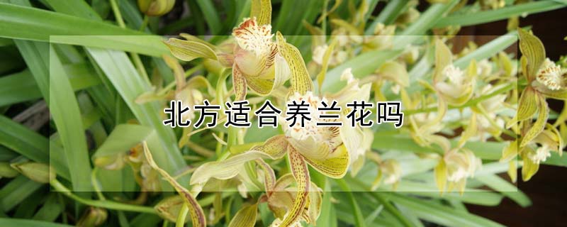 北方適合養蘭花嗎