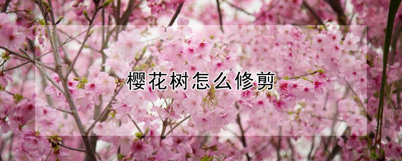 櫻花樹怎麼修剪