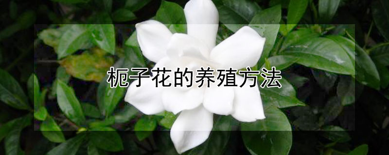 枙子花的養殖方法