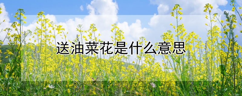 送油菜花是什麼意思