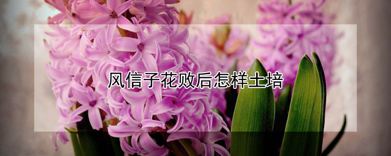 風信子花敗後怎樣土培