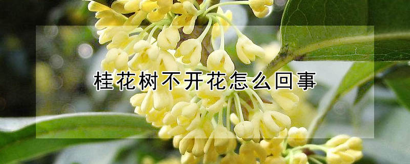 桂花樹不開花怎麼回事