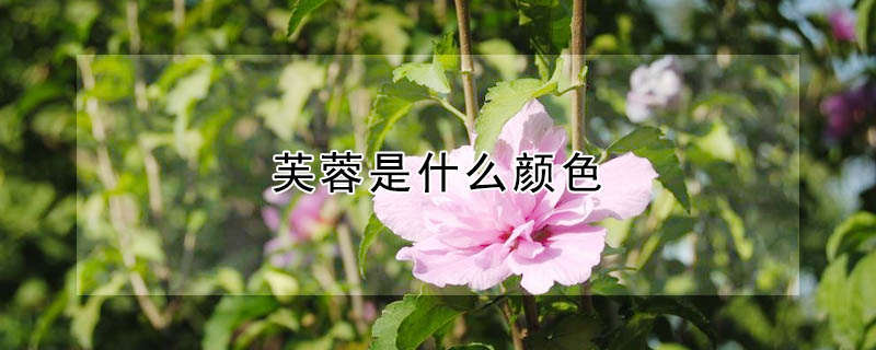 芙蓉是什麼顏色