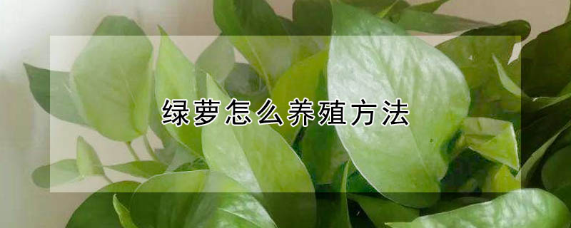 綠蘿怎麼養殖方法