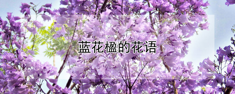 藍花楹的花語