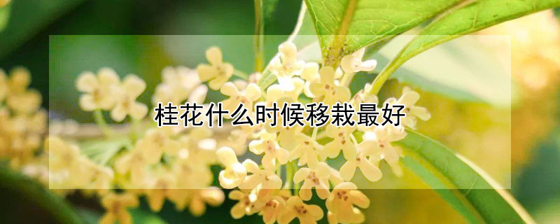 桂花什麼時候移栽最好