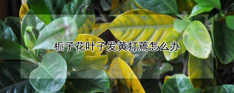 梔子花葉子發黃打蔫怎麼辦