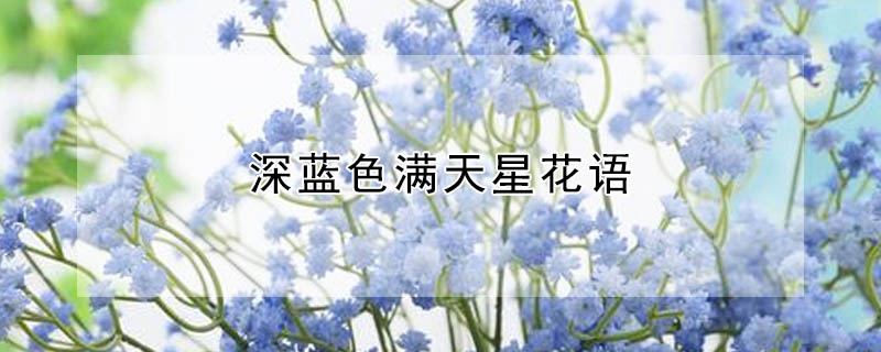 深藍色滿天星花語