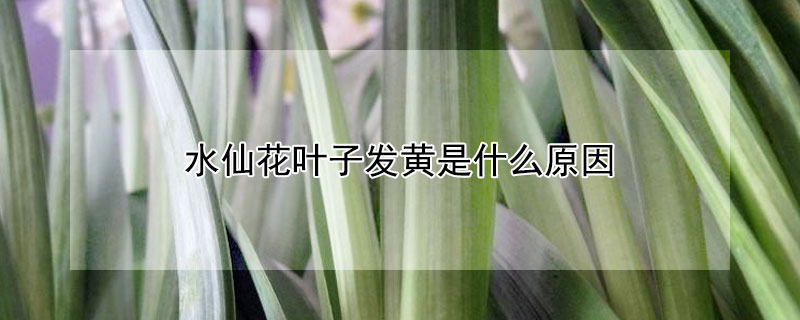 水仙花葉子發黃是什麼原因