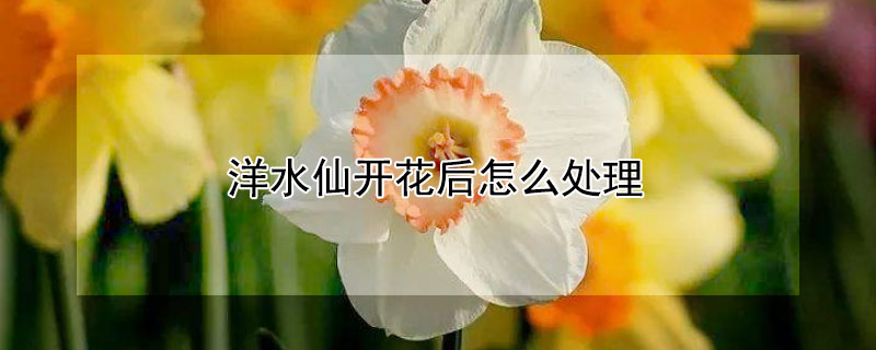 洋水仙開花後怎麼處理