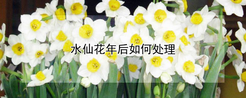 水仙花年後如何處理