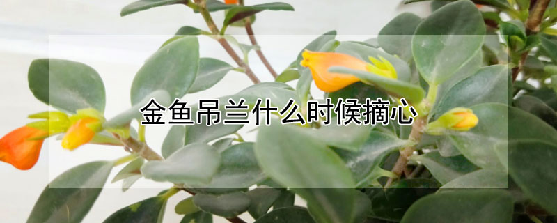 金魚吊蘭什麼時候摘心