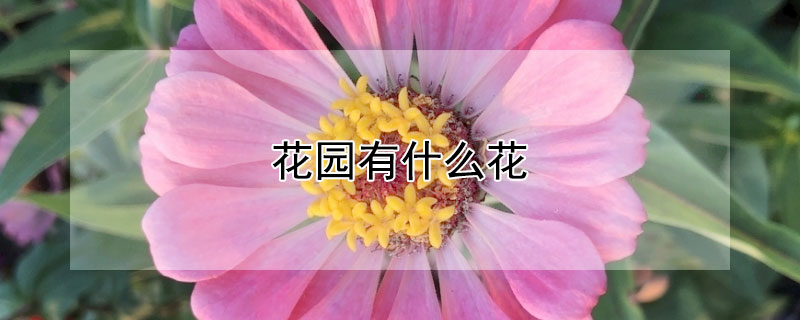 花園有什麼花