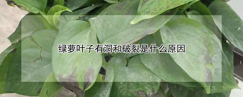 綠蘿葉子有洞和破裂是什麼原因