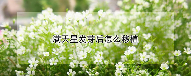 滿天星發芽後怎麼移植