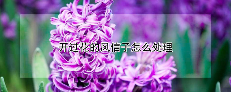 開過花的風信子怎麼處理