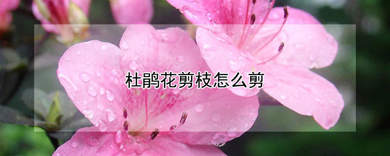 杜鵑花剪枝怎麼剪