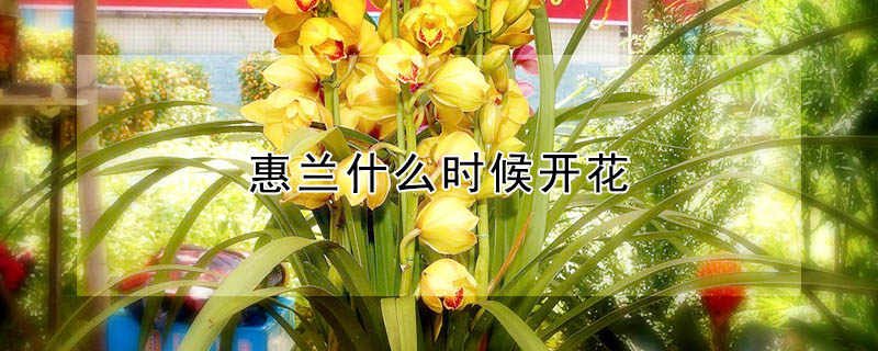 惠蘭什麼時候開花