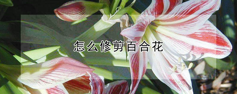 怎麼修剪百合花