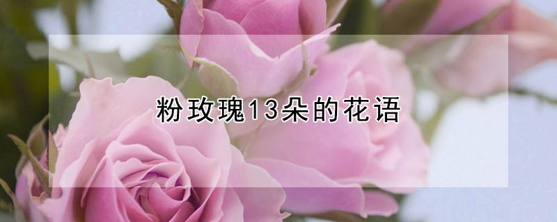 粉玫瑰13朵的花語