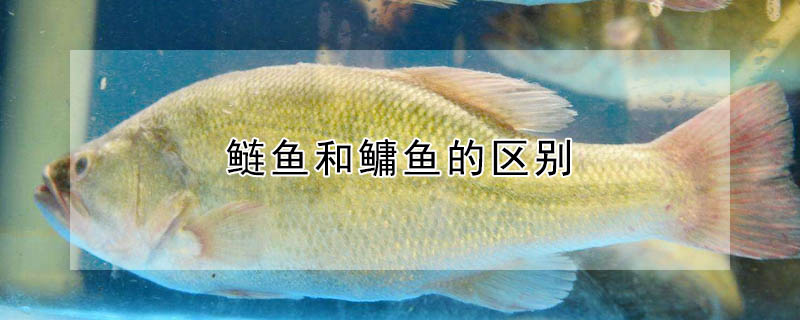 鰱魚和鱅魚的區別