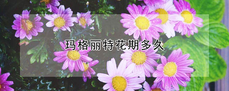 瑪格麗特花期多久