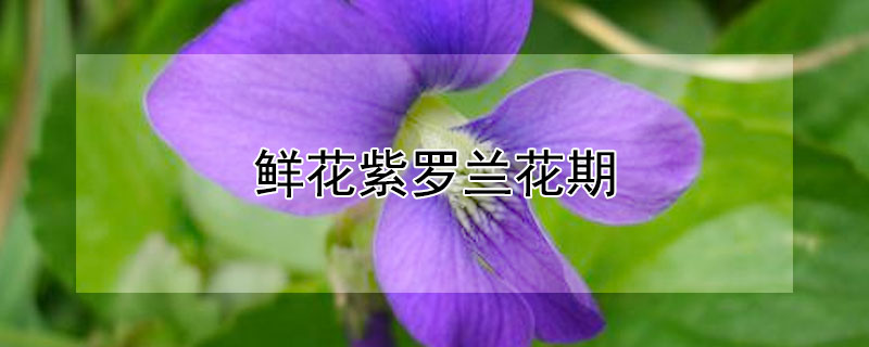 鮮花紫羅蘭花期