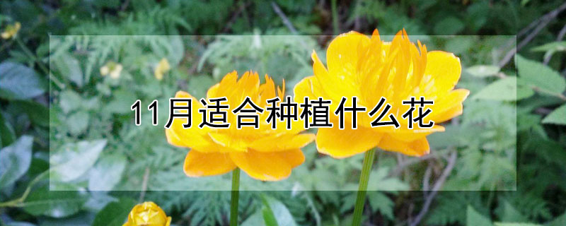 11月適合種植什麼花