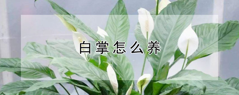 白掌怎麼養