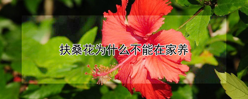 扶桑花為什麼不能在家養