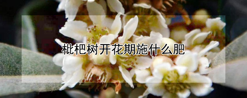 枇杷樹開花期施什麼肥