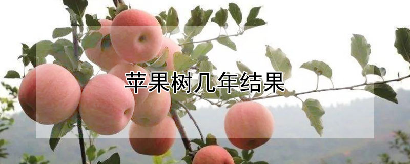 蘋果樹幾年結果