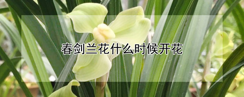 春劍蘭花什麼時候開花