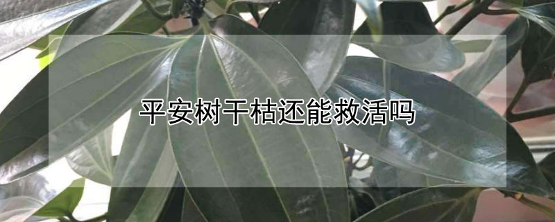 平安樹幹枯還能救活嗎