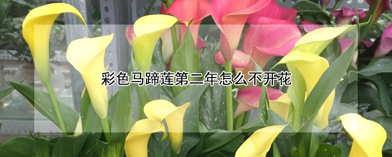 彩色馬蹄蓮第二年怎麼不開花