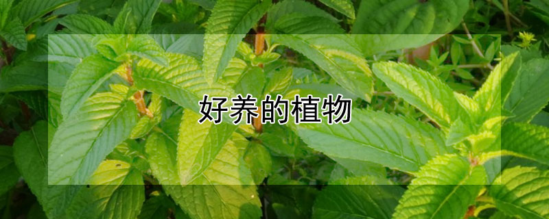 好養的植物