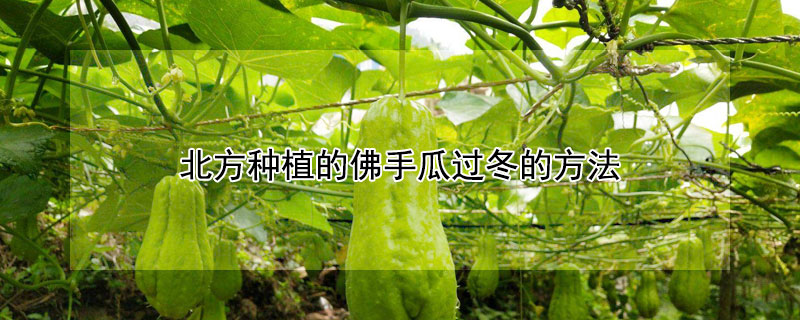 北方種植的佛手瓜過冬的方法