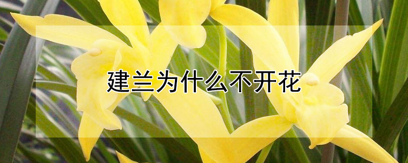 建蘭為什麼不開花