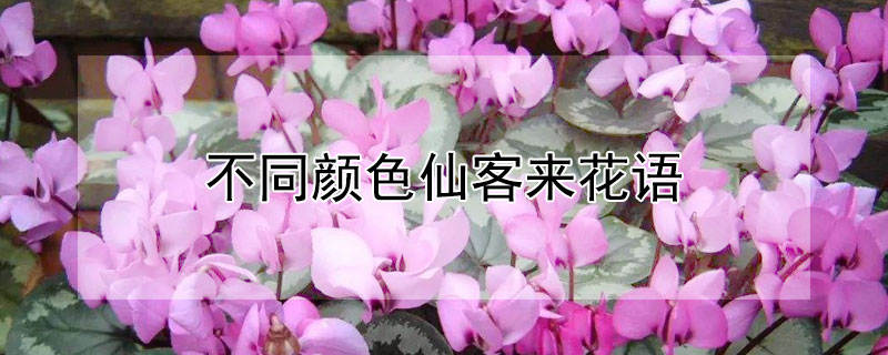 不同顏色仙客來花語