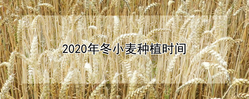 2020年冬小麥種植時間